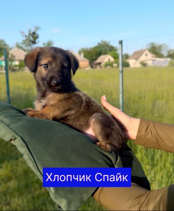 Цуценята шукають дім