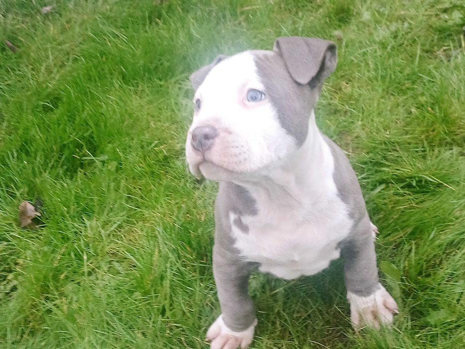 amstaff suczka polecam