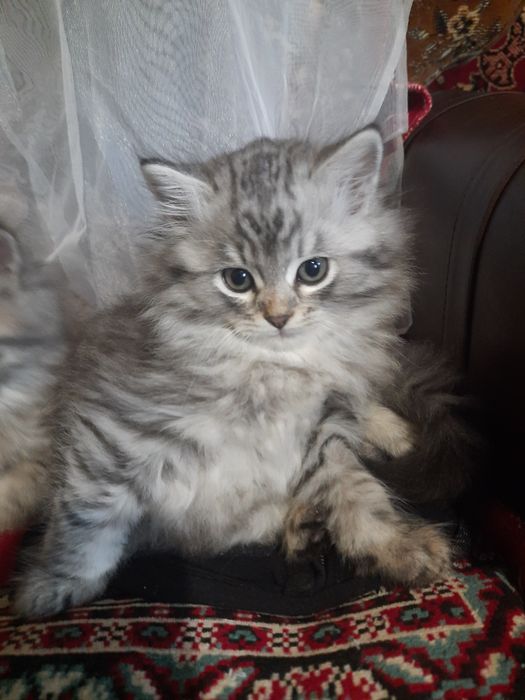 Купи котеня на мирне життя