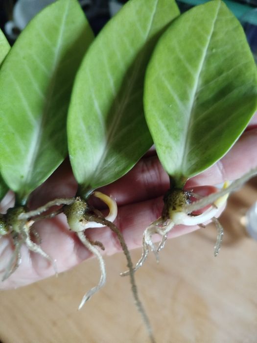 Zamiokulkas variegata