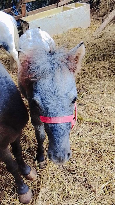 Pônei  Appaloosa com 7 meses já anda há corda