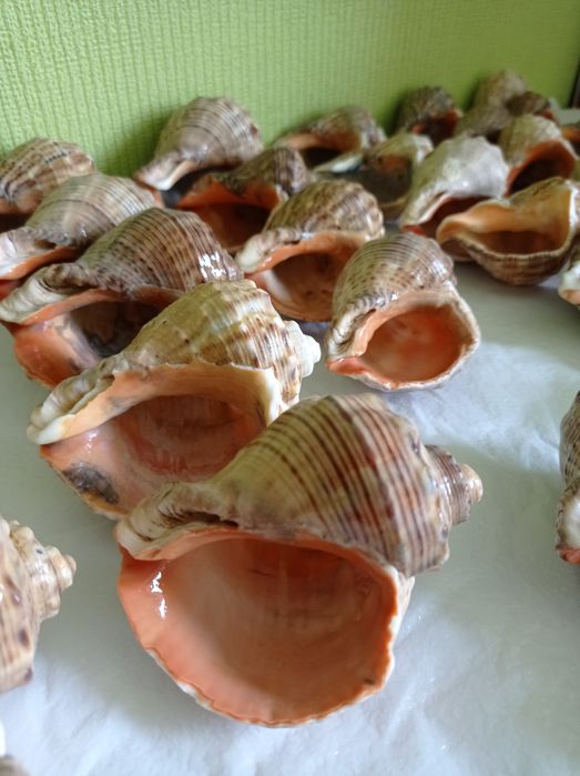 Ракушки Рапана, Аквариум, Декор