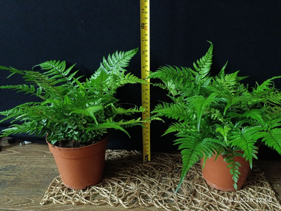 Папороть Атіріум (Athyrium),