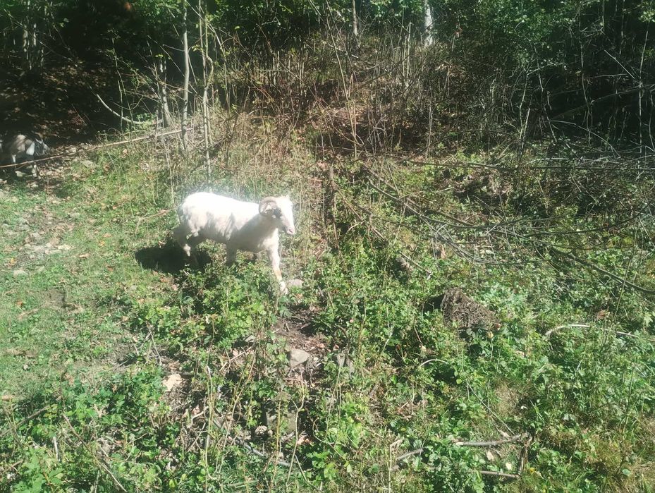 owieczka 1,5 roku do sprzedania