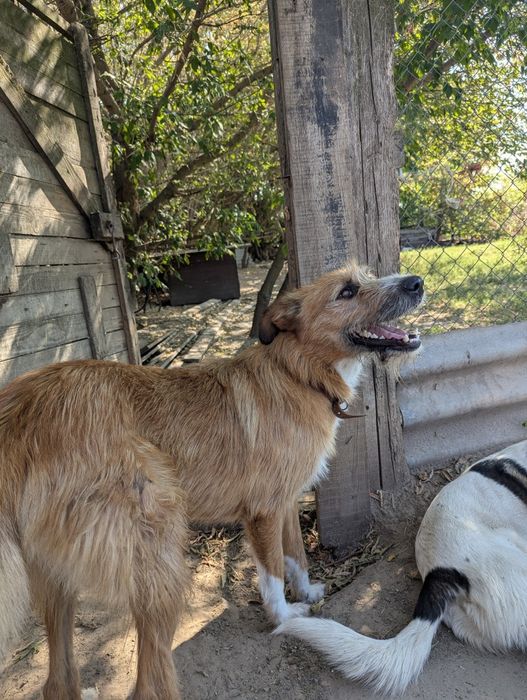 Песик Тобіас шукає сім'ю