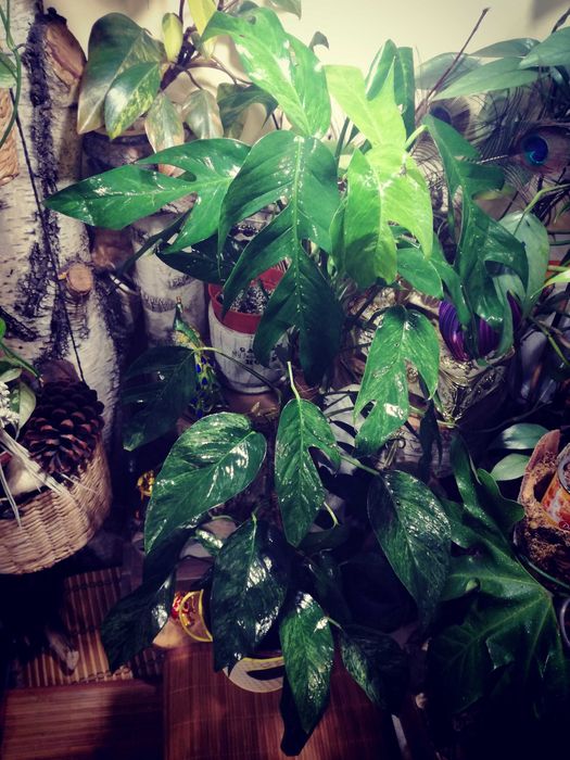 Epipremnum Pinnatum Baltic Blue Mint Variegata Monstera Philodendron