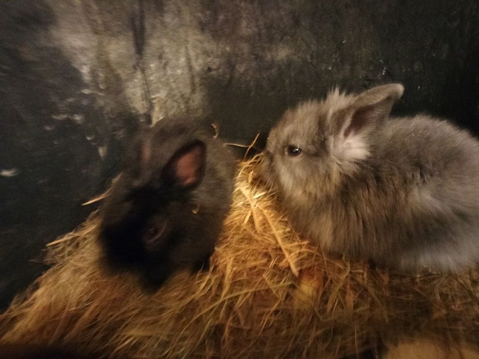 Króliczki miniaturki