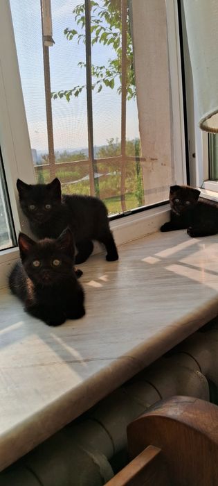 Продам кошенят  шотландців