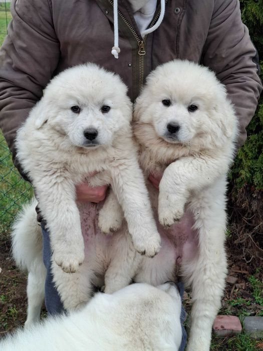 Polski Owczarek Podhalański Szczeniak o mocnej budowie
