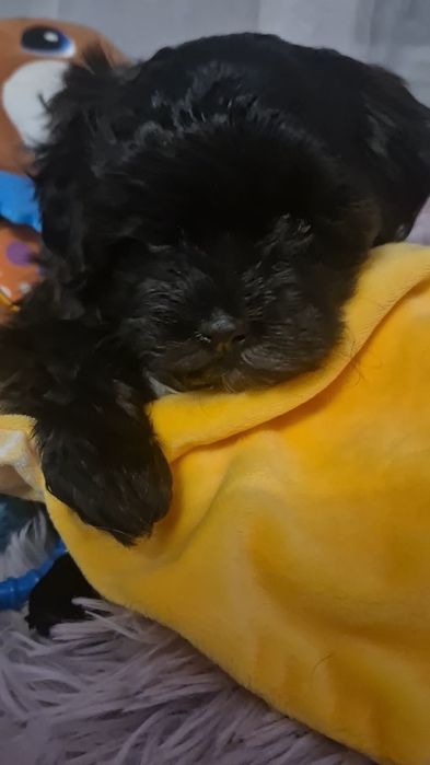 Prześliczny piesek Maltipoo F1 XXS jak laleczka przeuroczy czekoladowy