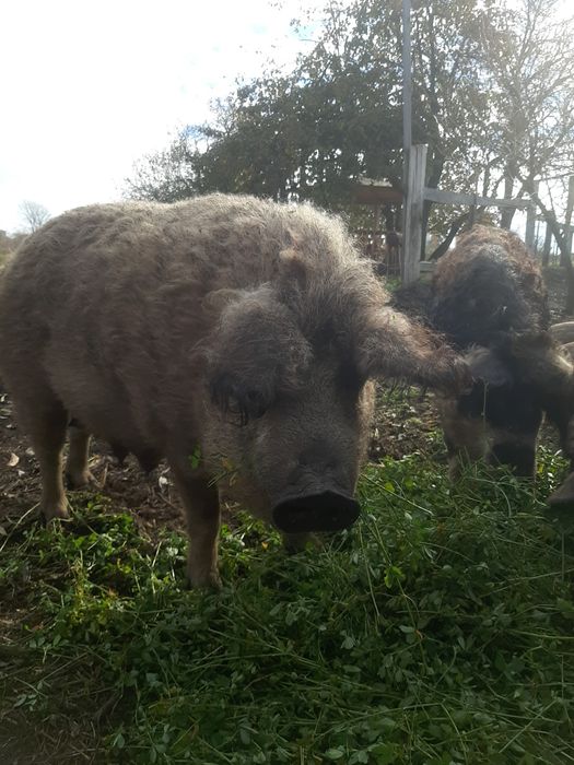Продам свиней Венгерской Пуховой Мангалицы!