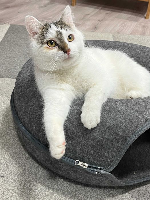 Fuksio słodziak do adopcji