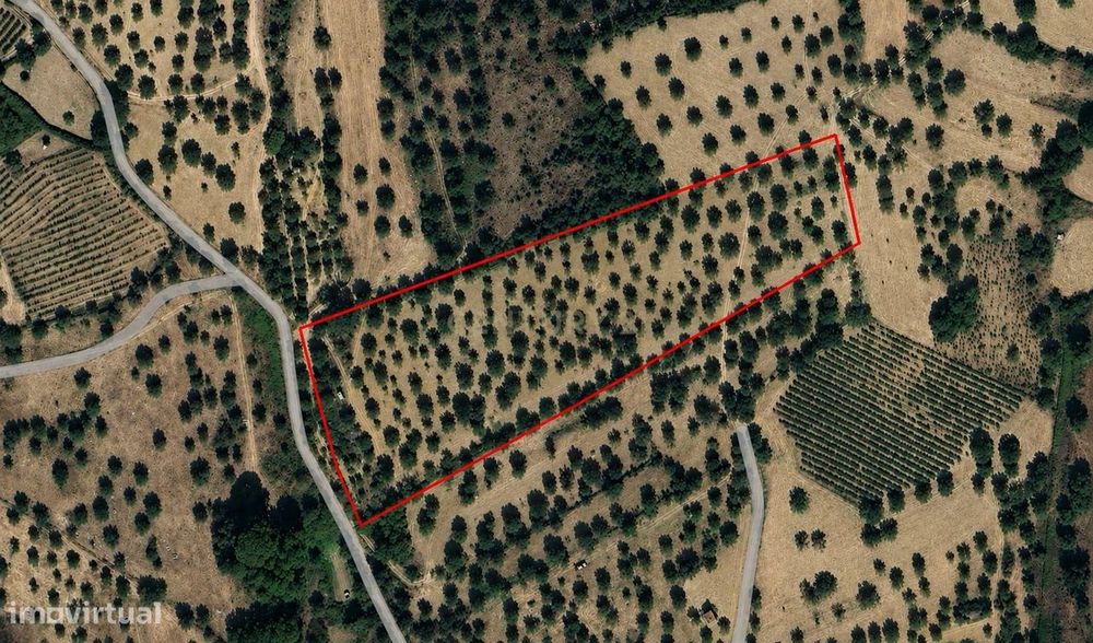 Olival para Venda – Pedrógão, Torres Novas