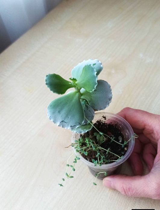 Сукуленти, рослини для сонячних вікон