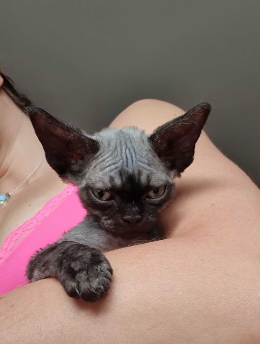 Kot Devon Rex Kociak Devon Devonek Rex Kociak