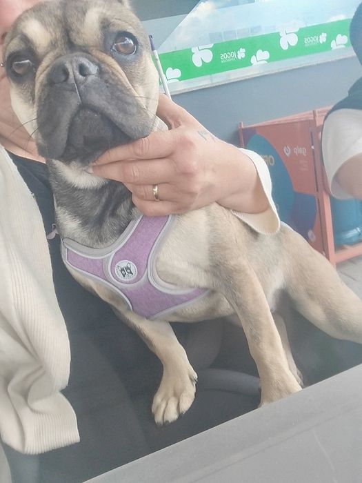 Buldogue francês