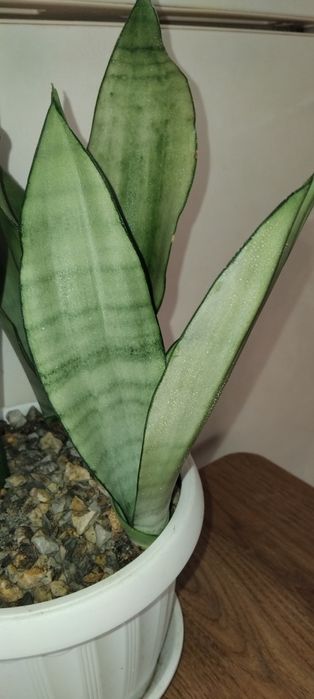 Сансевієрія Блек Корал, Муншайн, ханні Голд, Вітні, Лауренті