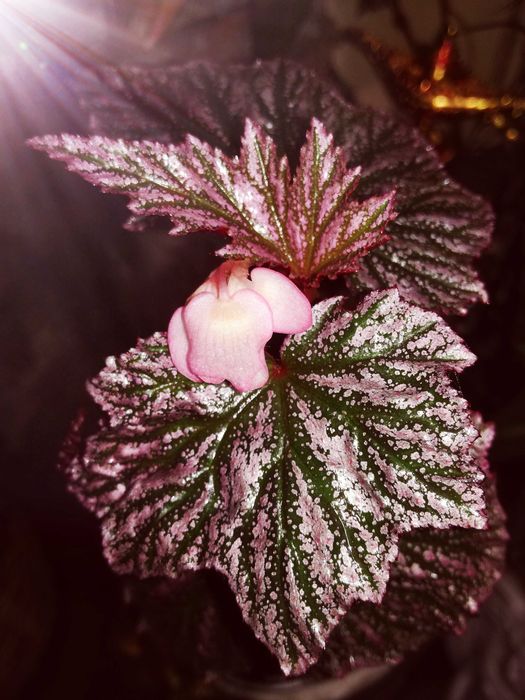Begonia Pink Minx RZADKOŚĆ rośl. kolekcjonerska nie monstera variegata