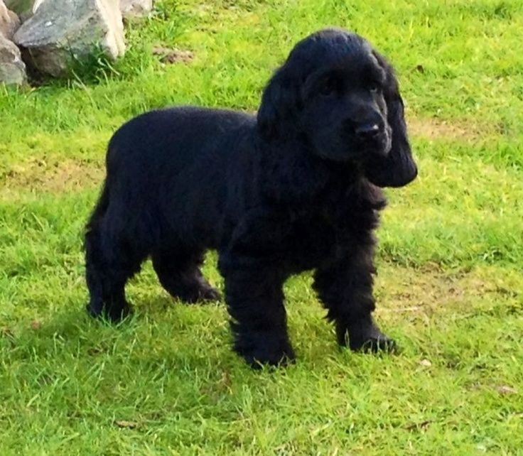Чорні кокер-леді для справжніх поціновувачів породи