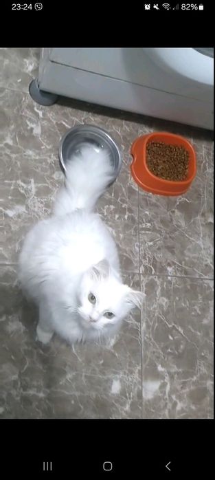 Біла кішечка, стерилізована