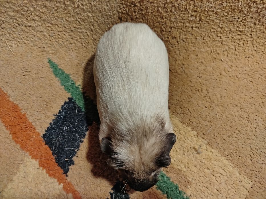 Морская свинка. Самец. Кремовый далматин, рисунок калифорния.