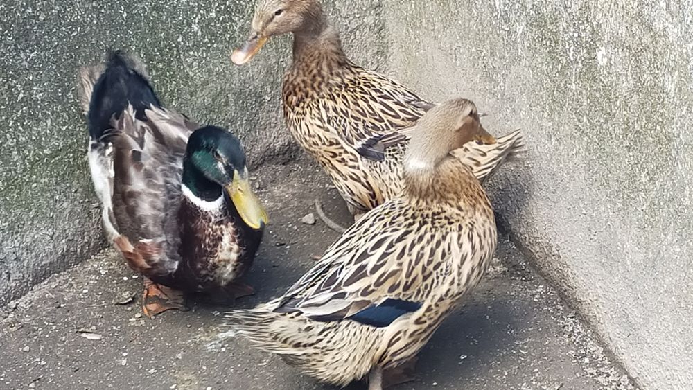 Patos Rouen - excelente carne (Promoção)