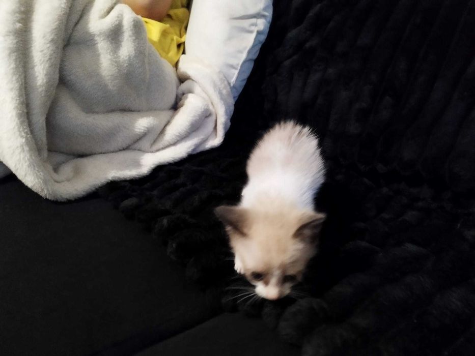 Gata bebê para adoção