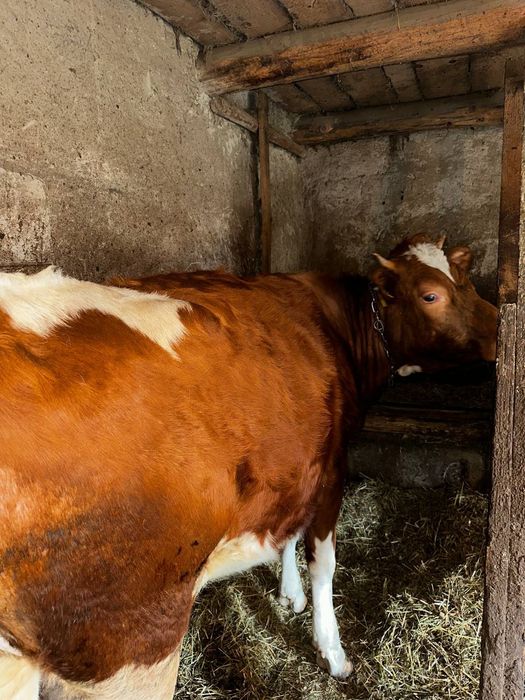 Продається тільна телиця