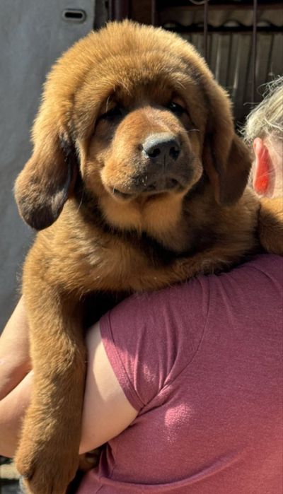 Тибетський мастиф