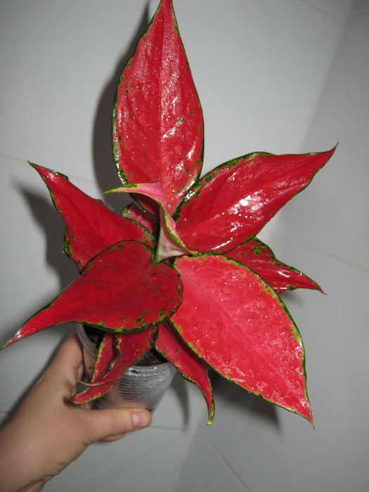 аглаонема 50 сортов комнатные декоративно лиственные цветы