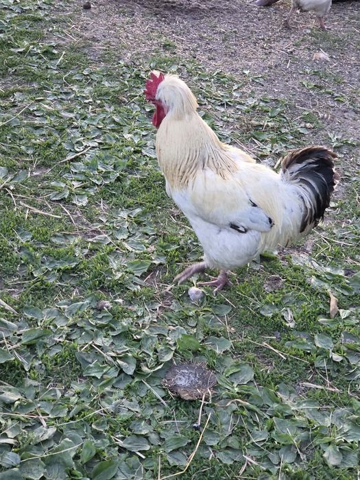 sprzedam kaczki francuskie