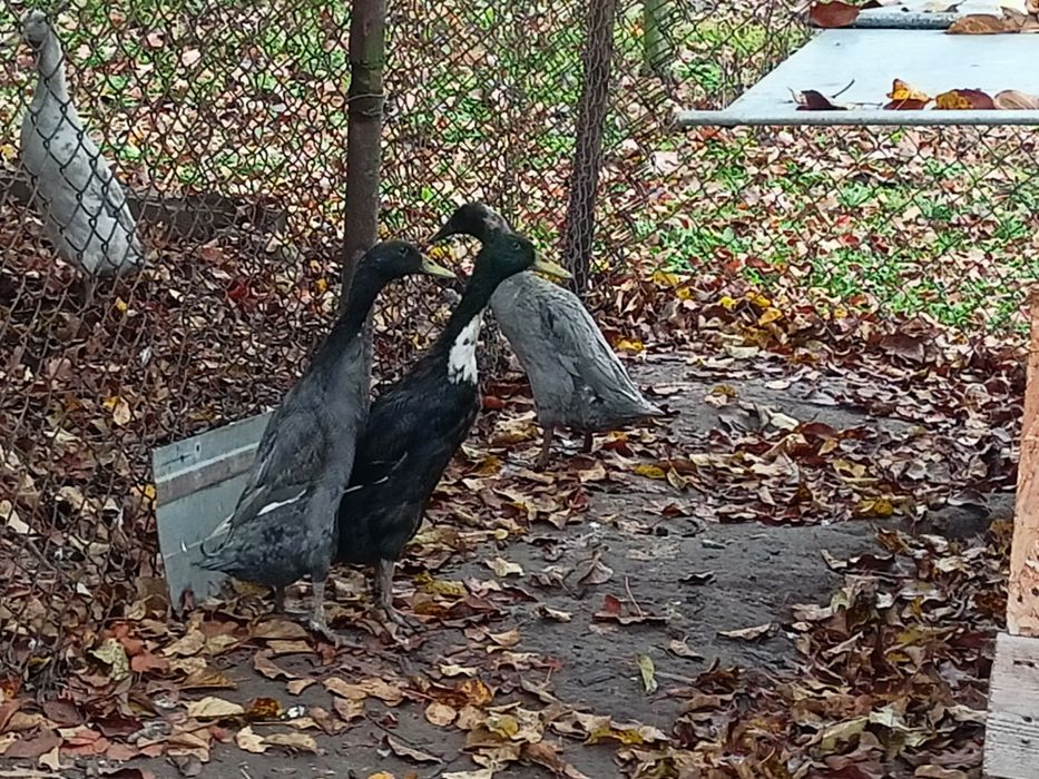 Biegusy indyjskie kaczory