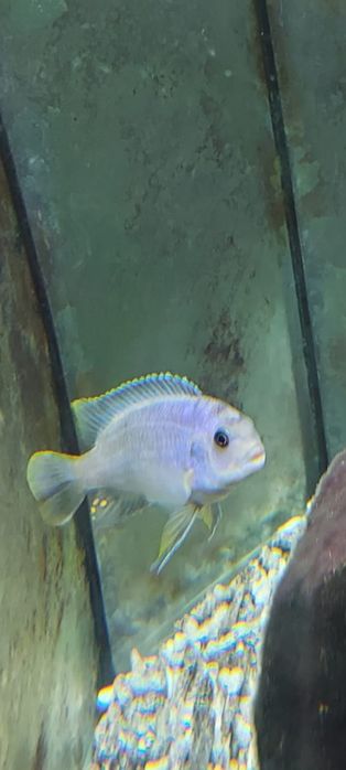 Vendo peixes ciclídeos africanos