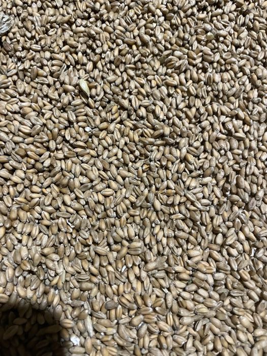 Продам пшиницю ячмінь