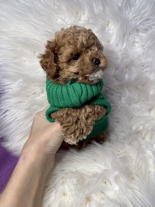 Красиві міні цуцики