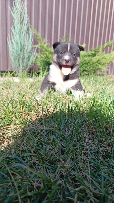 Красивий мужній акіта