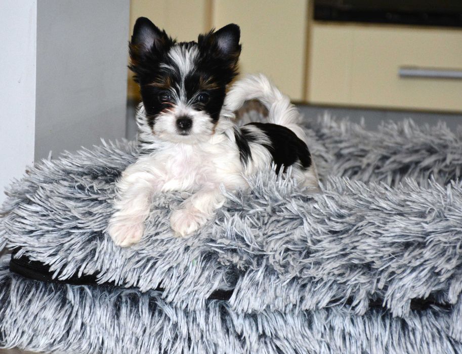 Yorkshire Terrier Biewer sunia