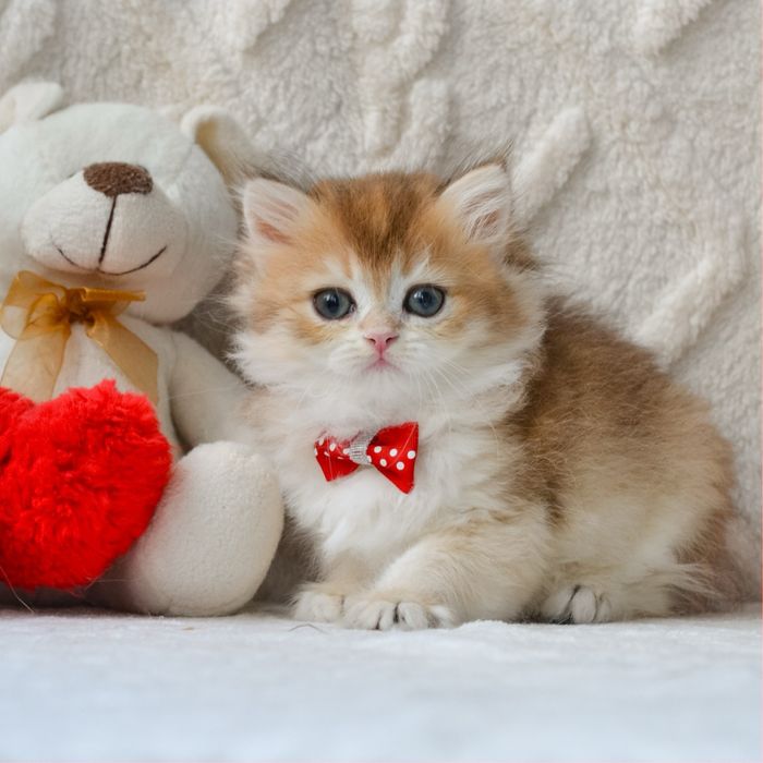Довгошерстий золотий котик