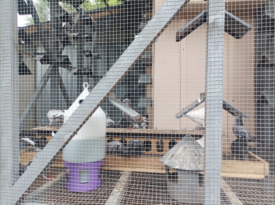 Gołębie pocztowe rodowód wysyłka