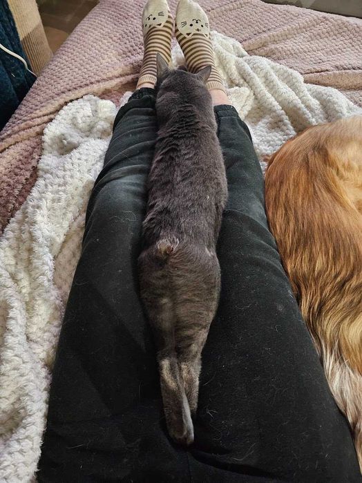 Kotka bez ogonka do odpowiedzialnej adopcji