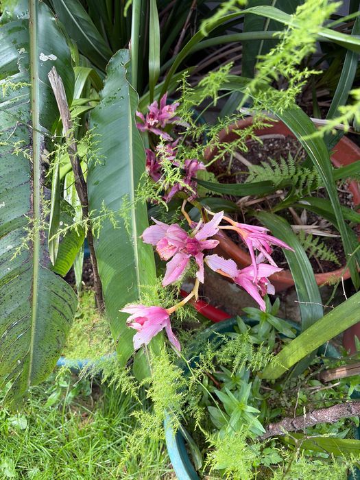 Orquídeas já com flor ou sem