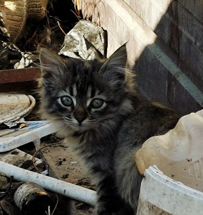Отдам пушистого котёнка-девочку