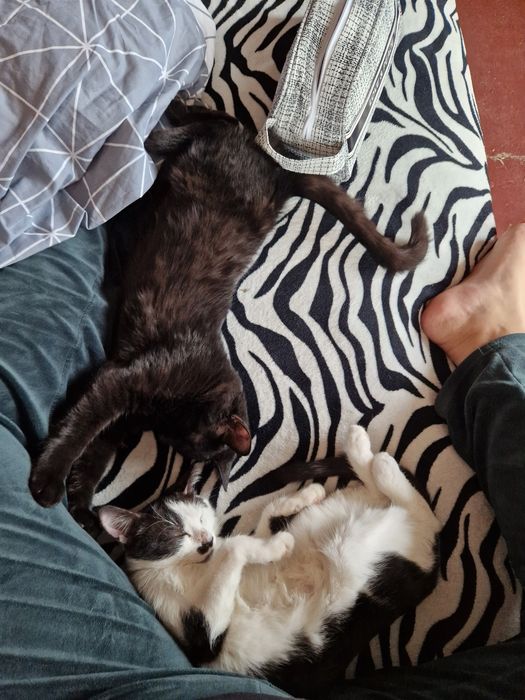 Кошеня, кіт, котики