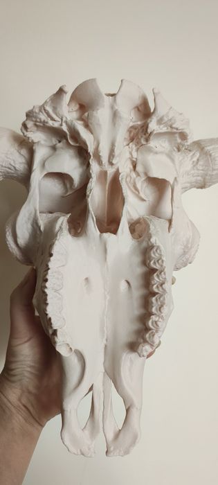 Czaszka bizona wydruk 3d ozdoba