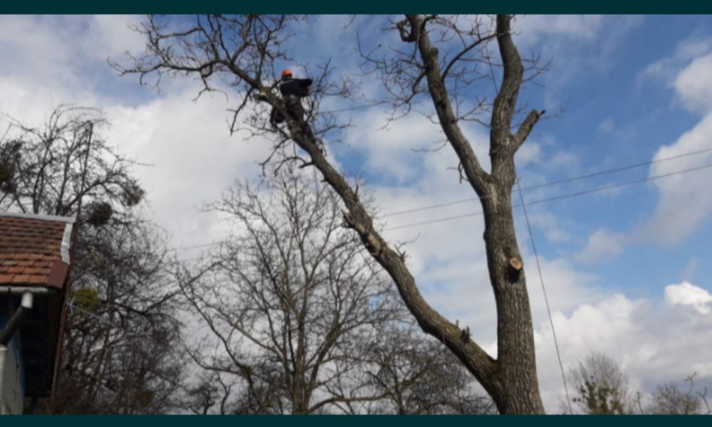 Зрізання дерева, зріз дерева , ремонт даху, висотні роботи