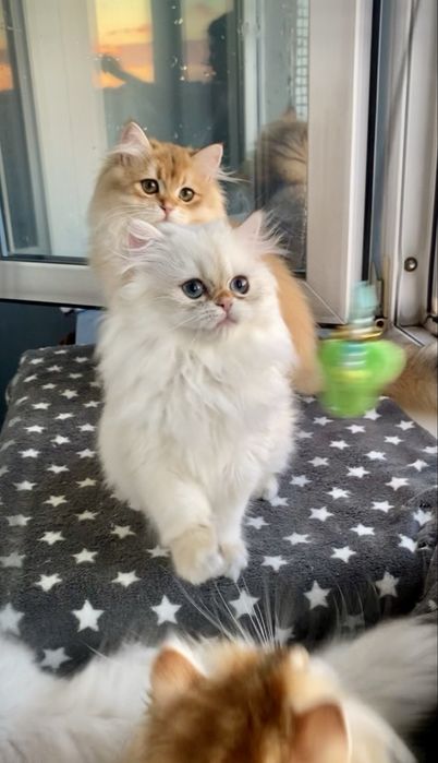 Котик золотий поінт