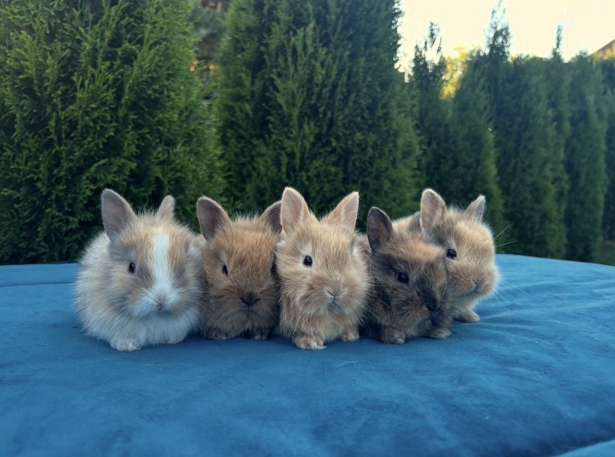 Karzełki Teddy | Karzełki Lewki | Mini Lop | Karzełki Baranki Króliki!