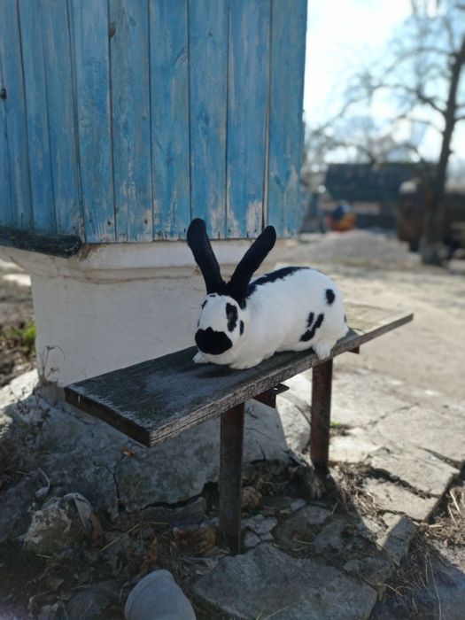 Кролі кролиці кролі