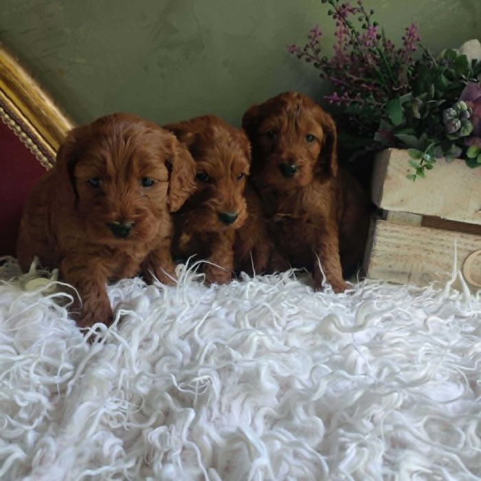 Cockapoo > cocker spanil & pudel > szczenięta.