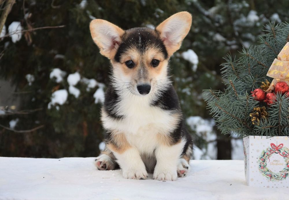 Дівчинка Вельш Коргі Пемброк